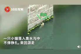 小伙下臭水沟救流浪猫 用吊绳将小猫捞起来图片
