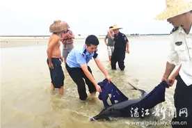 遂溪草潭海域一只搁浅海豚获救图片