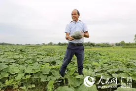 种瓜富了新塘人图片