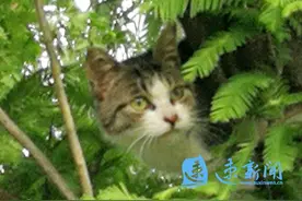爬上10多米高的树梢，这只猫吓得没辙了……图片