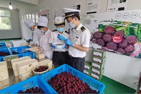 750公斤杨梅飞迪拜 宁波杨梅迎今年首票出口图片