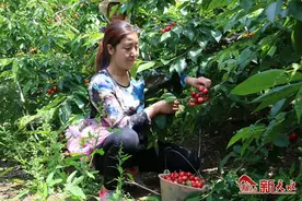 #网络扶贫 我们在路上#天水樱桃的美丽传奇图片