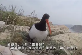 68秒丨“鹬蚌相争，渔翁得利”的“鹬”你见过吗？跟着他的镜头看鸟懂鸟爱鸟图片