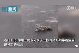 刺猬妈妈带小宝宝过马路 小女娃焦急围观：小心点儿图片