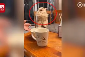 猫咪第一次吃冰淇淋，一秒变身表情包“脑壳疼”，如同戏精附体图片