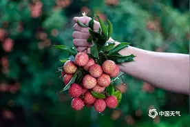 又到一年荔枝熟 灵山荔枝缀满枝头图片