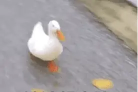 速看！厦门中考成绩和九科等级公布！历年普高分数线这样查图片