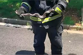 眼镜蛇骚扰高速交警大院，消防巧妙利用光线成功擒拿图片