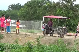 养不起了！泰国驯象员将8头大象放归山林