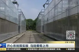 开心农场现实版  马陆葡萄上市视频封面