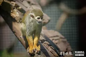 公园内，一只小猴子在玩耍图片