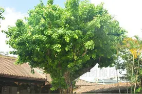 北方的菩提树图片