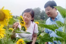 不出扬州即可打卡向日葵花海 还有波斯菊可观赏图片