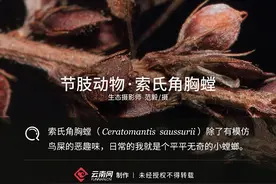 「生物多样性百科」节肢动物·索氏角胸螳：我是一只有“味道”的螳螂图片