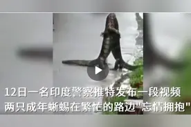 两只蜥蜴路边“忘情相拥”，蜥蜴的生活竟这么热血图片
