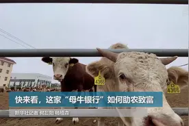 走向我们的小康生活|快来看，这家“母牛银行”如何助农致富视频封面