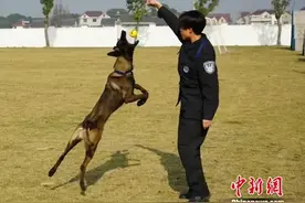 是警犬也是百万流量网红，这位“椰Sir”我粉了图片