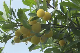 靖州“水晶杨梅”惹人爱图片