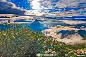 绝美！川藏线上的杜鹃花海等你来打卡图片