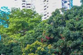 深圳街头公园的荔枝熟了 不少市民看到垂延三尺图片