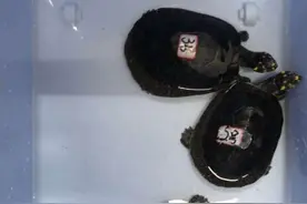 借宠物店掩饰兜售珍稀“名龟”，福州仓山警方抓获7名嫌犯图片
