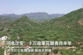 河北迁安：十万亩栗花飘香兆丰年视频封面