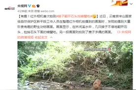有趣！红外相机首次拍到猴子翻开石头找螃蟹吃图片