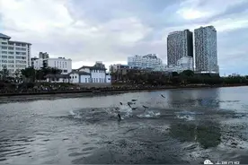 大理西洱河“鱼跃”奇观，相关解释来啦图片