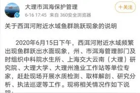 云南大理西洱河鱼群频繁跃出水面 官方回应图片