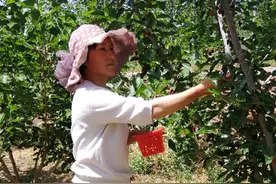 林州市姚村镇水河村：生态园里果满枝图片