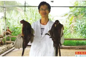 中大毕业生当“山鸡王”想建AI生态园自动养殖图片