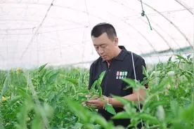 “西红柿大王”赵士刚：正好是空档期 月底集中供菜图片