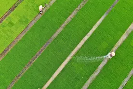 航拍：六月新秧初出水视频封面