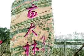 从“治沙造林”到“退林还田”宿迁宿城“万亩大林”让村民由贫困走向富裕图片