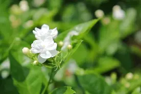 “茉莉之乡”丰收：好一朵致富的茉莉花视频封面