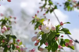 春天来了，我们出去走走（诗歌）图片