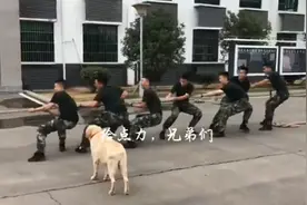 兵哥哥拔河僵持不下，军犬上前帮忙！网友：这算犯规不？图片