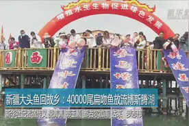 新疆大头鱼回故乡：40000尾扁吻鱼放流博斯腾湖