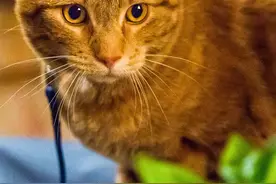 看过《流浪猫鲍勃》吗？它的主角回喵星了图片