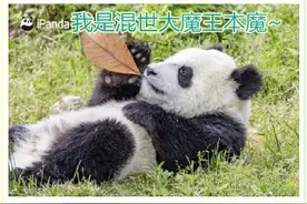 撩人你最行！来自国宝憨憨的土味情话合集图片