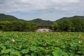 荷花摇曳，美醉萧山！这些赏荷打卡胜地，惊艳你的夏天图片