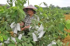 产业扶贫｜阳春市青山村帮扶产业基地见实效图片