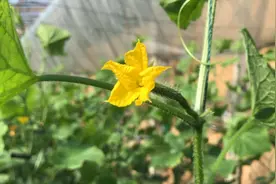 济宁邹城市北宿镇：蔬菜大棚项目 助力乡村振兴图片