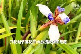 开花时节画花开|吉教授教你画鸢尾视频封面