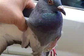 市民捡到受伤信鸽，盼小家伙早日回到主人身边图片