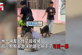 德牧路过自带气场，阿拉斯吓得钻到主人胯下，网友被萌翻：想rua图片