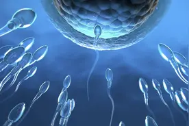 你们可能不知道，卵子居然会选择自己“喜欢”的精子图片