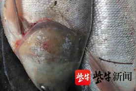 「视频」暴雨过后大鱼“胜利大逃亡”，80斤重鲢鱼被擒获图片