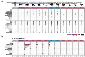新冠靶细胞图谱提示疫情期重点监测猫和猪，避免成中间宿主图片