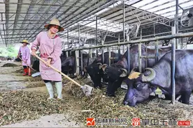 “呆萌”小牛，成了大山村的“致富之宝”图片